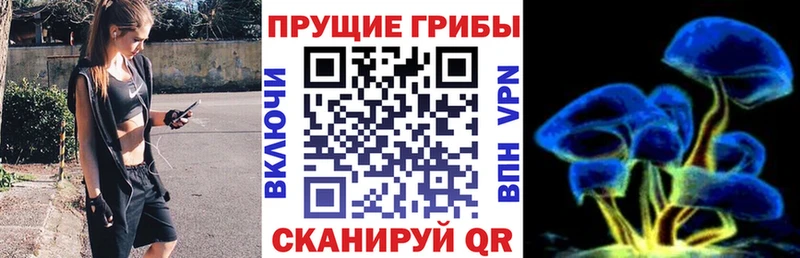 Псилоцибиновые грибы Psilocybine cubensis  Канаш 